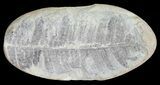 Pecopteris Fern Fossil (Pos/Neg) - Mazon Creek #72357-2